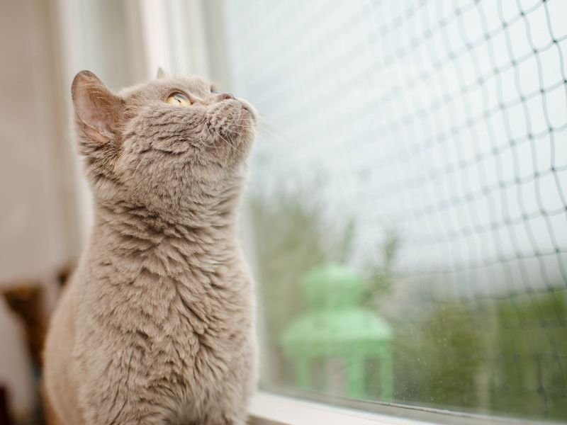 Telas de segurança para Gatos em Teresina