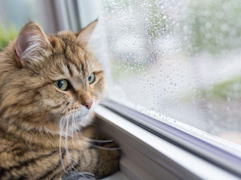 Instalação de tela protetora em Teresina