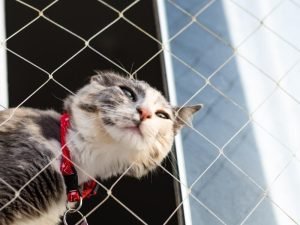Telas de segurança para creches em Teresina