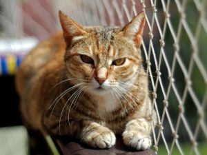 Redes de proteção em prédios em Teresina