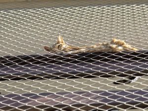 Instalação de Telas de proteção em Teresina